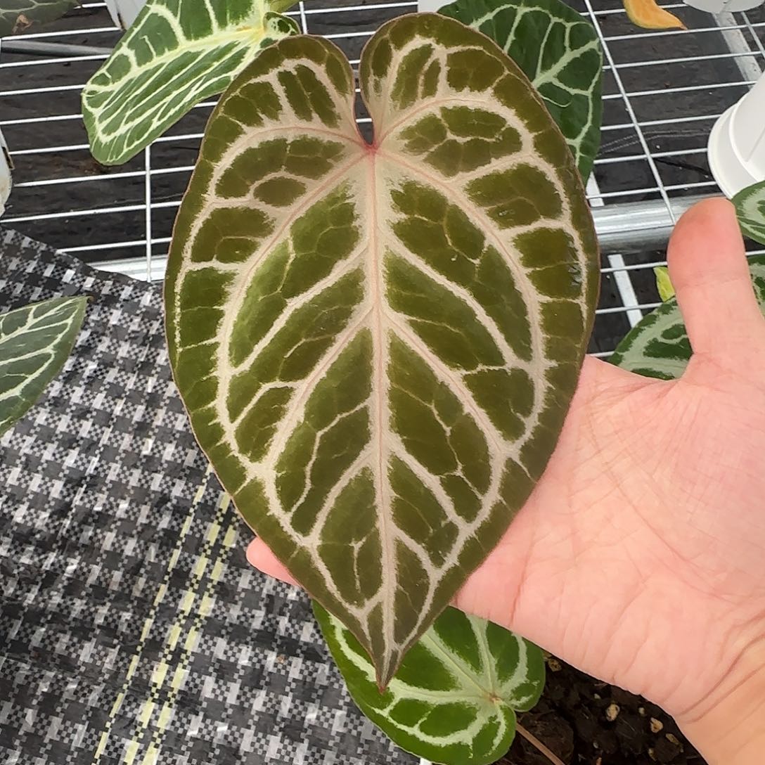 不开花植物超绝粉柠檬红