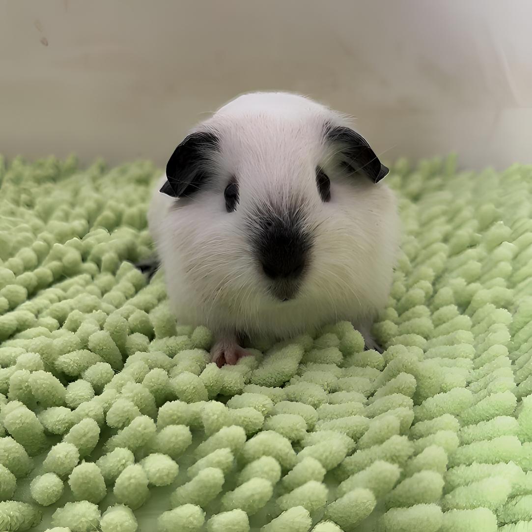 白加州荷兰猪妹妹有白脚京东包邮