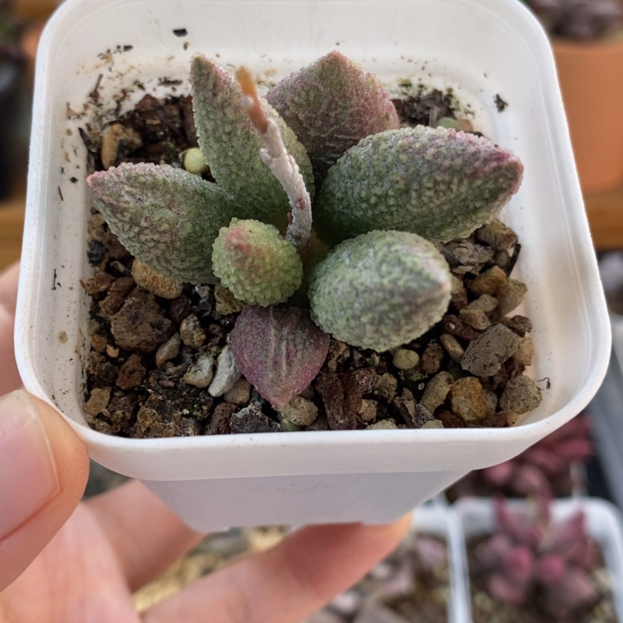 【闪购商品】无花朵实生