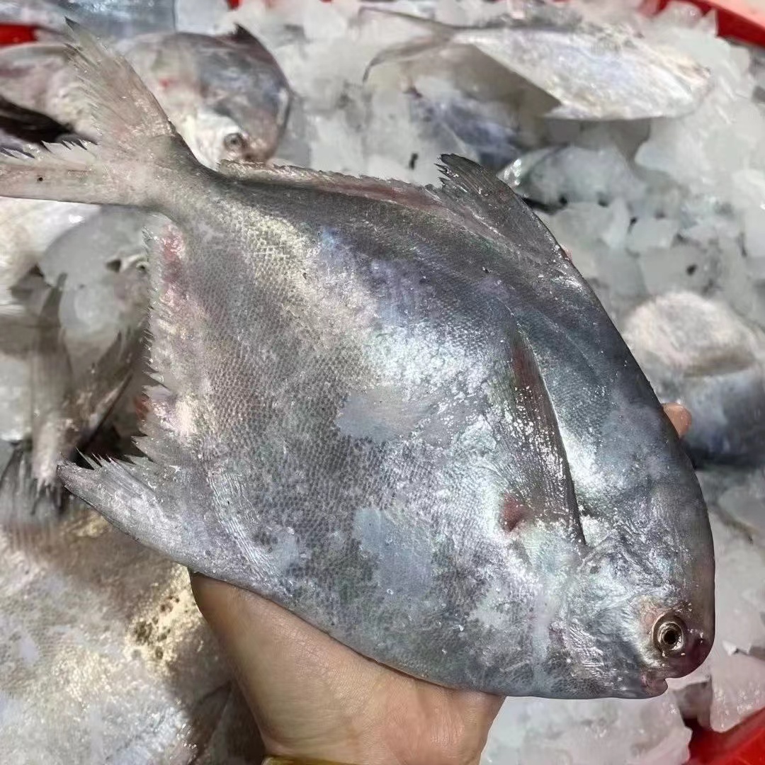 【4-5条/斤】【4斤装】东海银鲳鱼