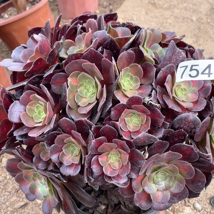 754多肉植物华纳