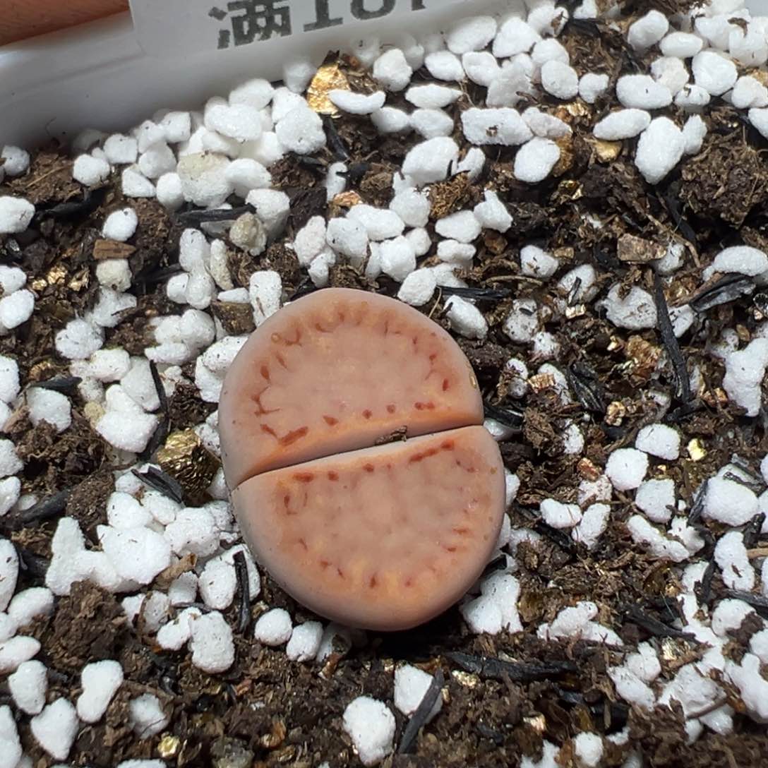 【闪购商品】 386。    