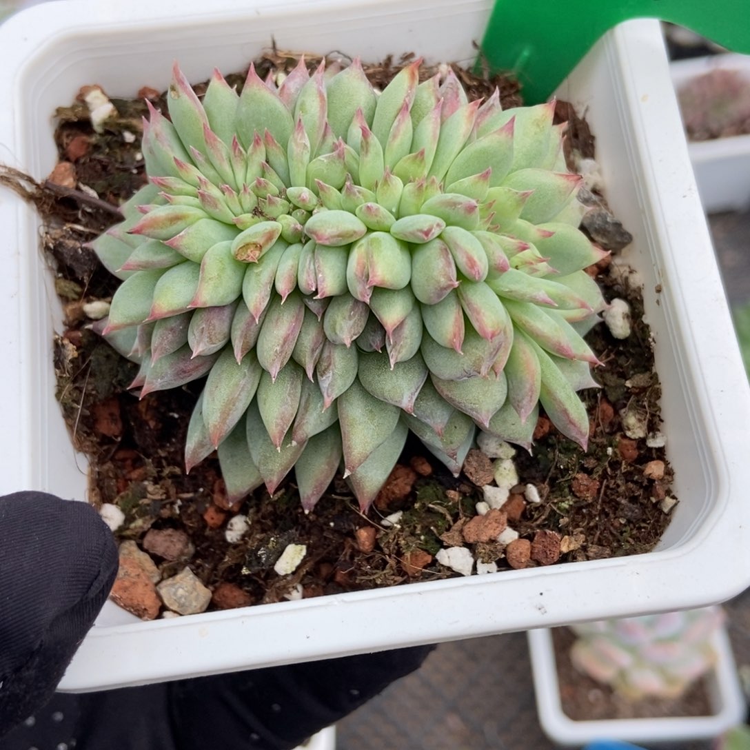 841拉糖缀多肉植物