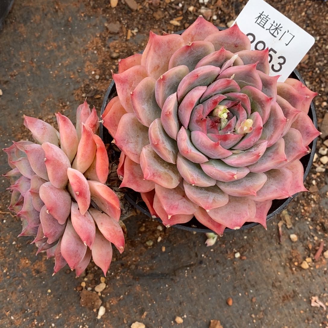 陆*子杂交精品多肉2953