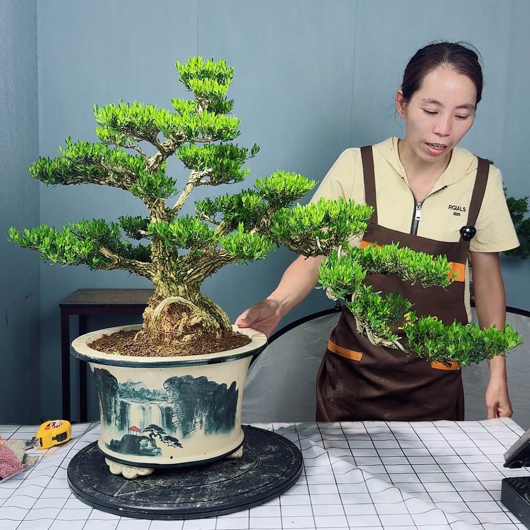 广东皱皮雀舌黄杨