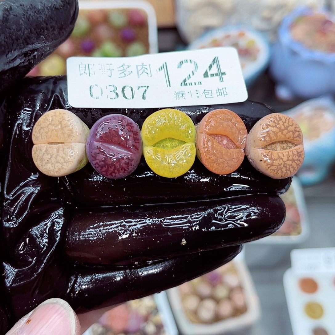 郎哥多肉生石花7-124