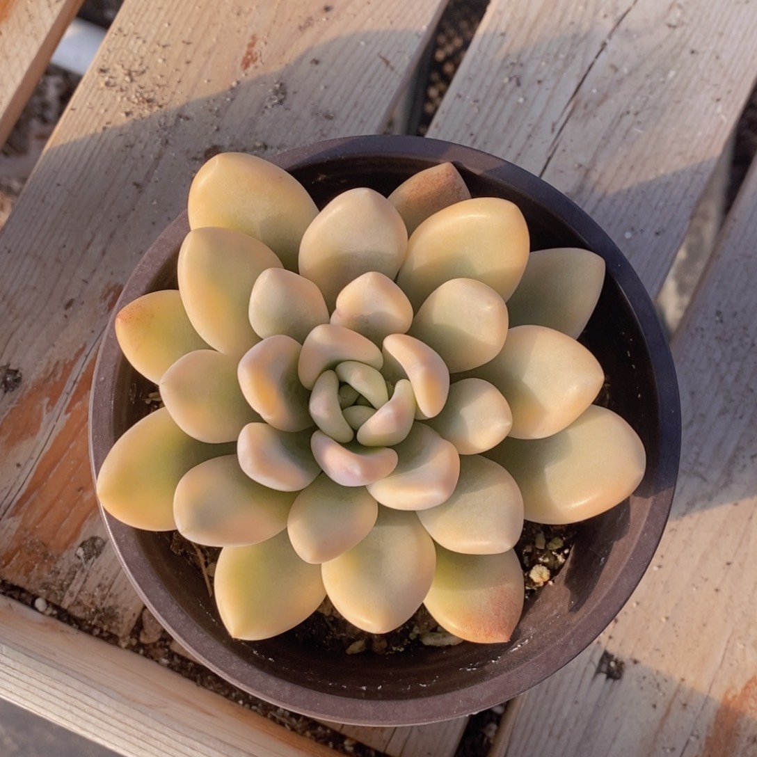 奥普副轮锦111111