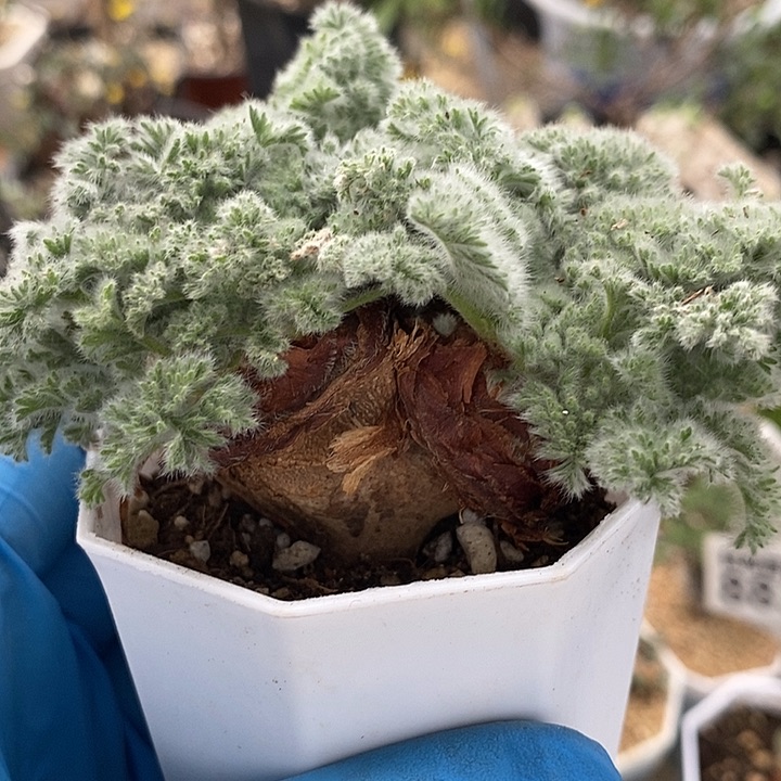 120羽叶3头带盆一一一一