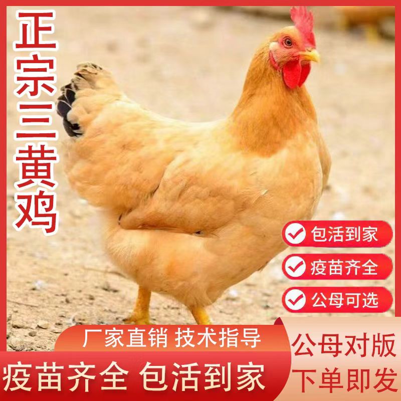 湘黄土 三黄 鸡出壳小鸡仔包活到家健康宠物活鸡幼苗