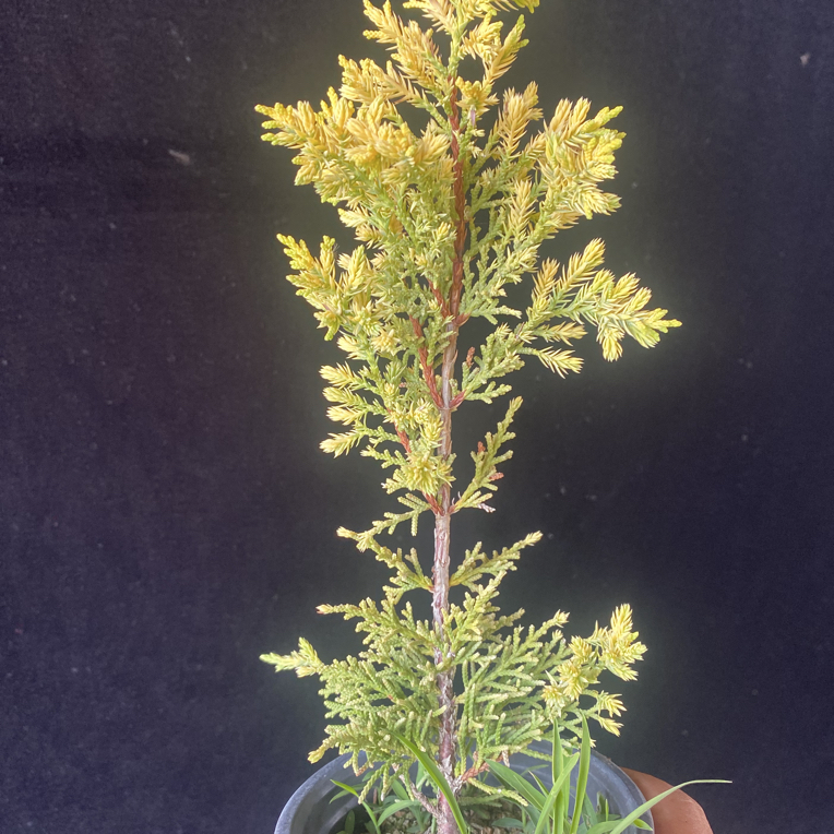 原生黄金真柏苗柏树