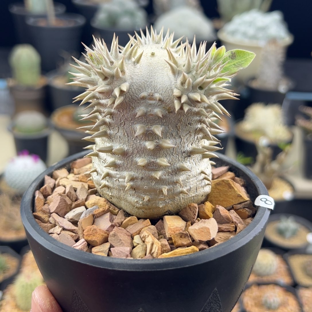 惠比大黑一物一拍8