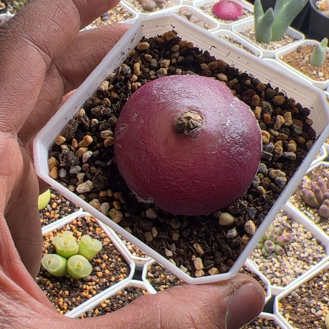 ****鼠12.2大灯泡多肉植物组合150