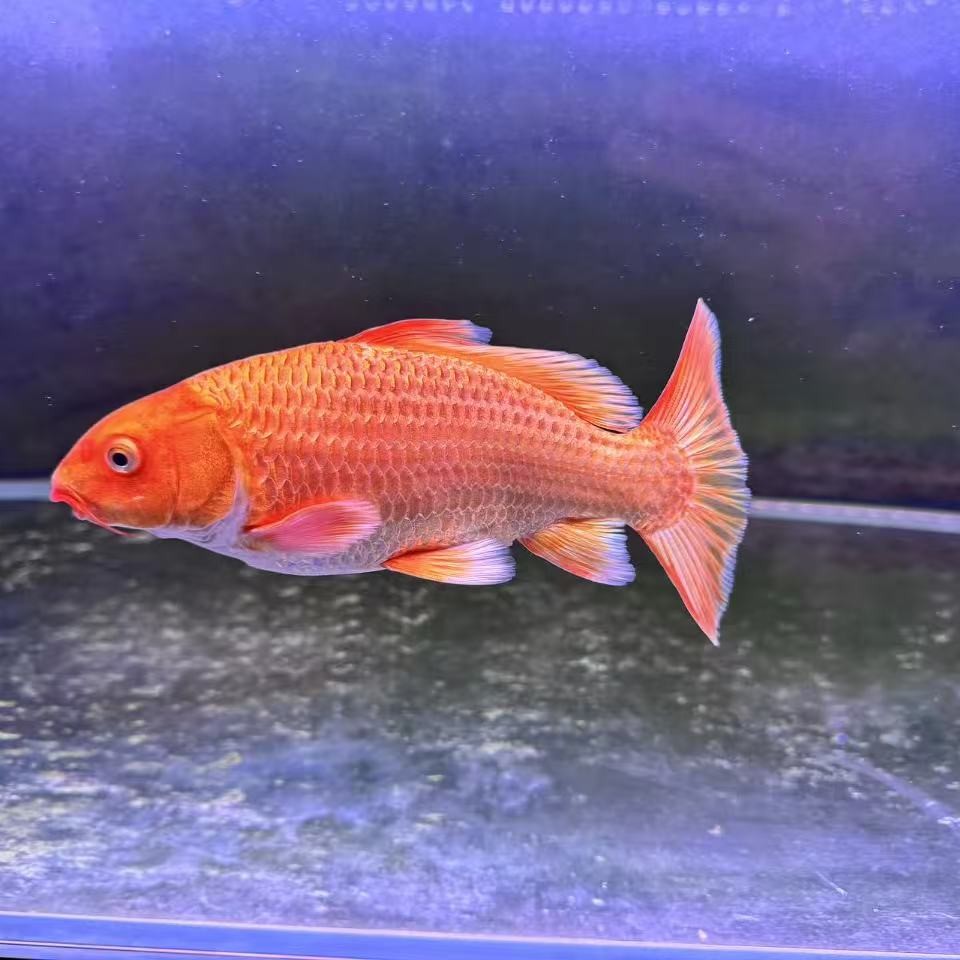 正宗台湾纯种火红蝴蝶鲤贵妃冷水观赏活体招财鱼