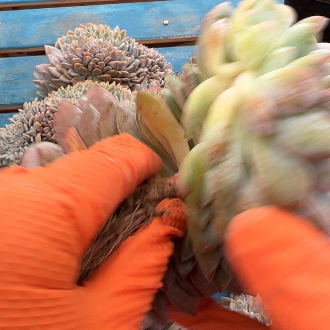 静***澜呀呀呀呀呀呀呀呀