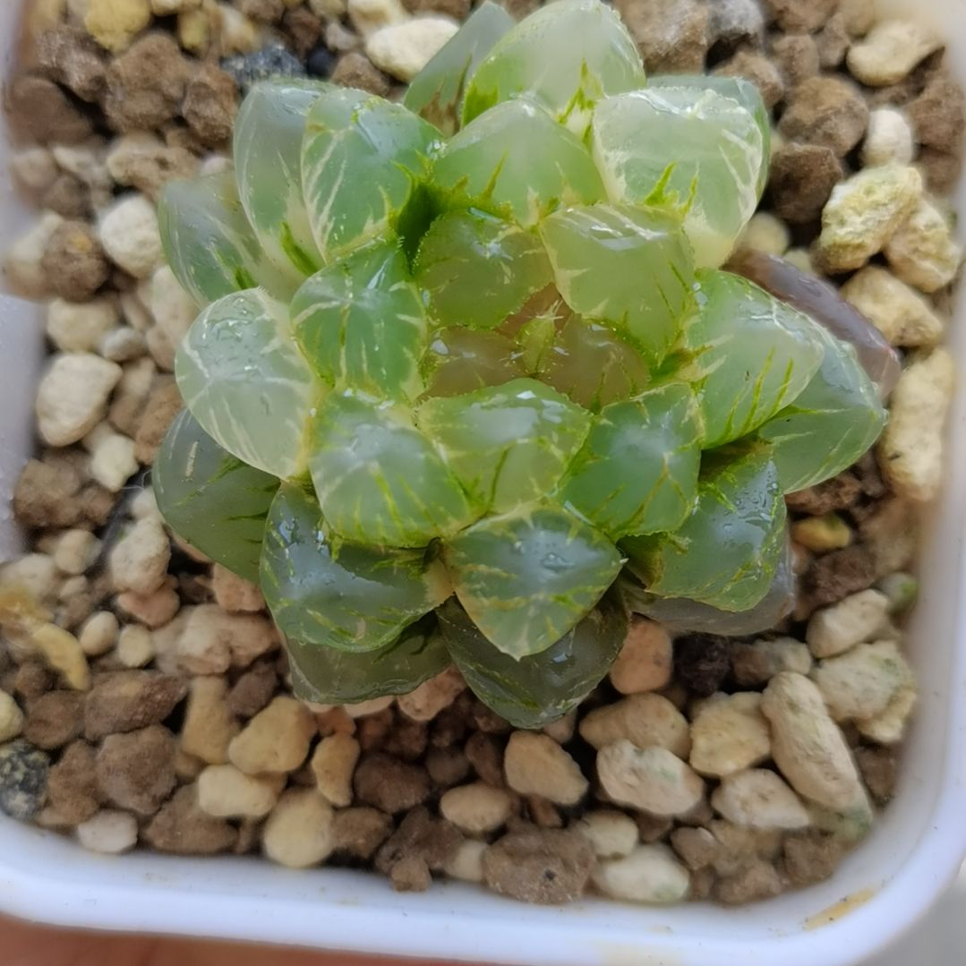 152号OM玉露锦一物一拍带盆土发货