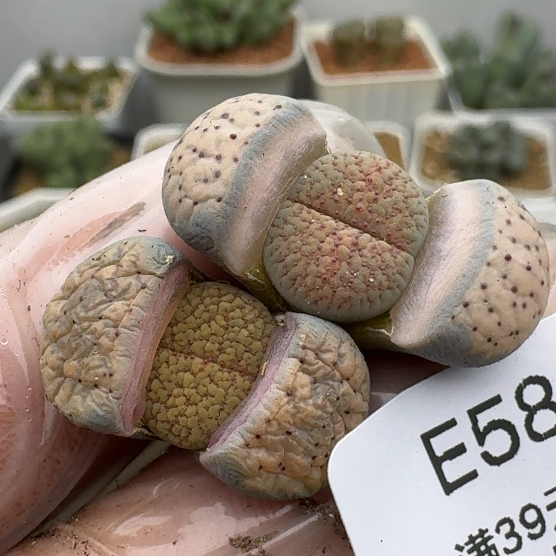 581多肉哈哈哈哈哈哈哈哈哈