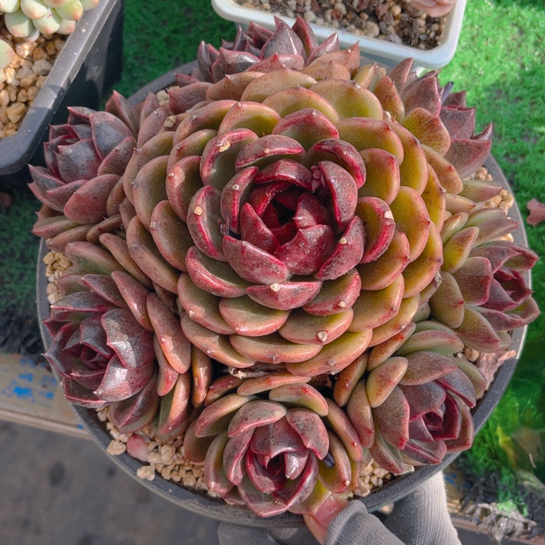 黑戴伦88888888888888