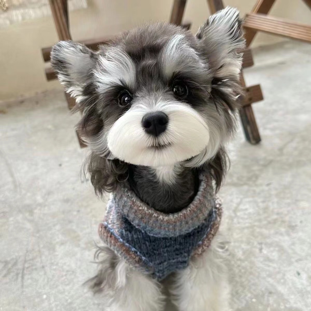 萌系马尔济斯犬雪纳瑞椒盐色咖啡色黑银色白色可选宠物狗狗秋冬