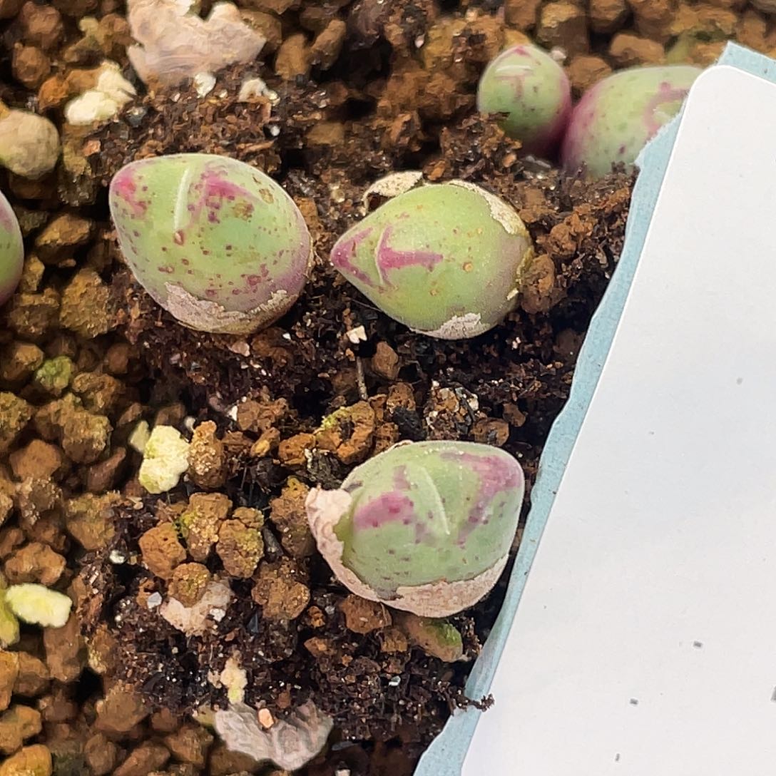 米***多4-117肉锥多肉植物