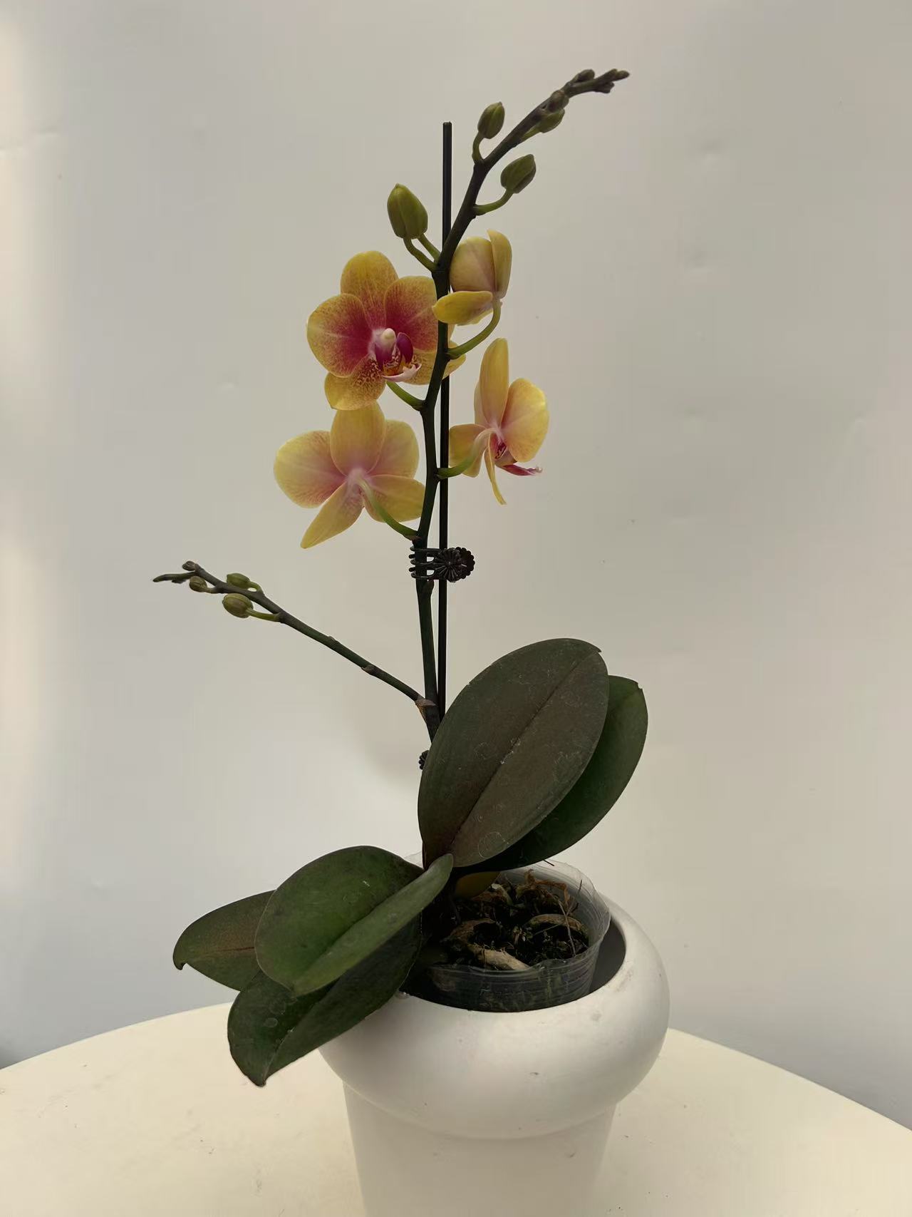 欢然花田培植蝴蝶兰（黄金蝶）单梗