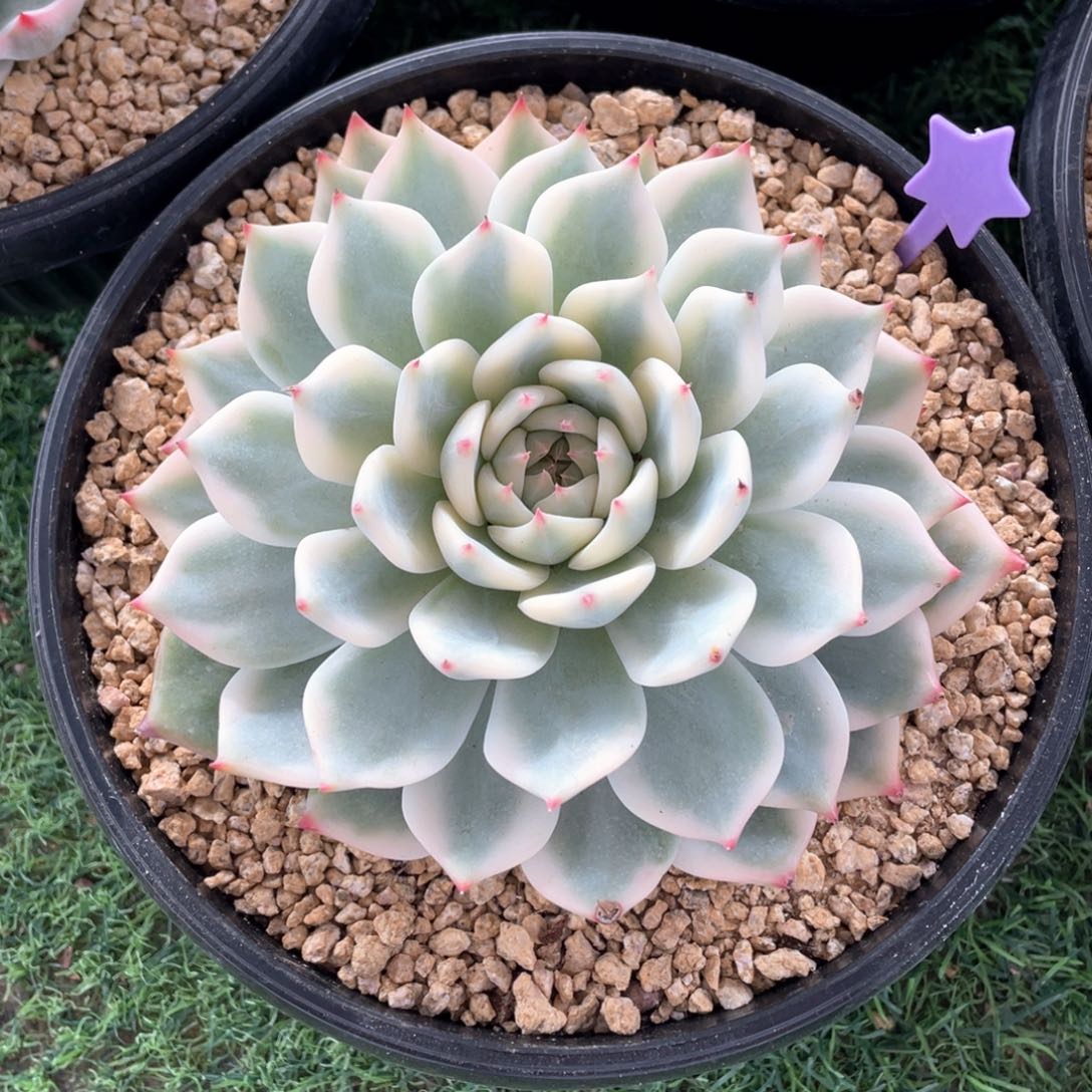 秋日福利吉娃娃锦
