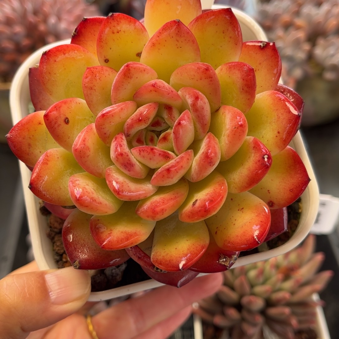 1995 满30包邮天冷地区必拍保温箱