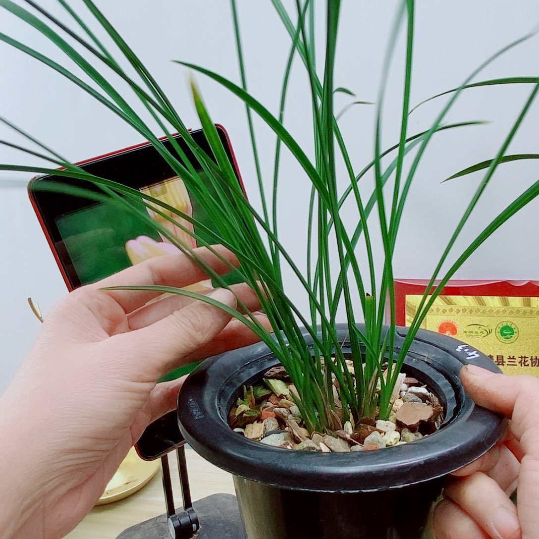 少量花朵（建议范围：2朵-5朵 或40%以下）