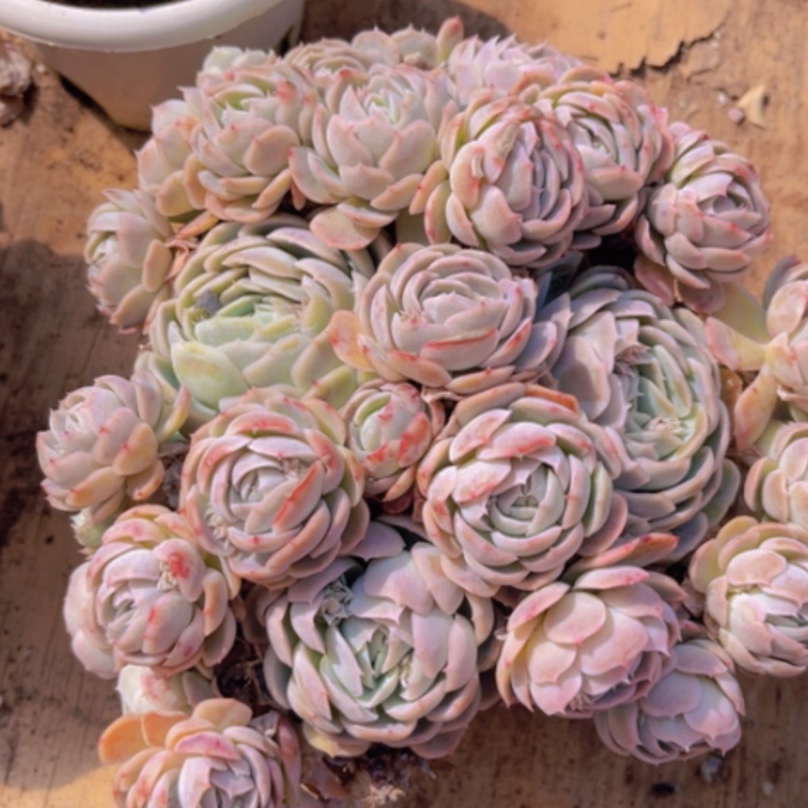 【闪购商品】西娜杂12167