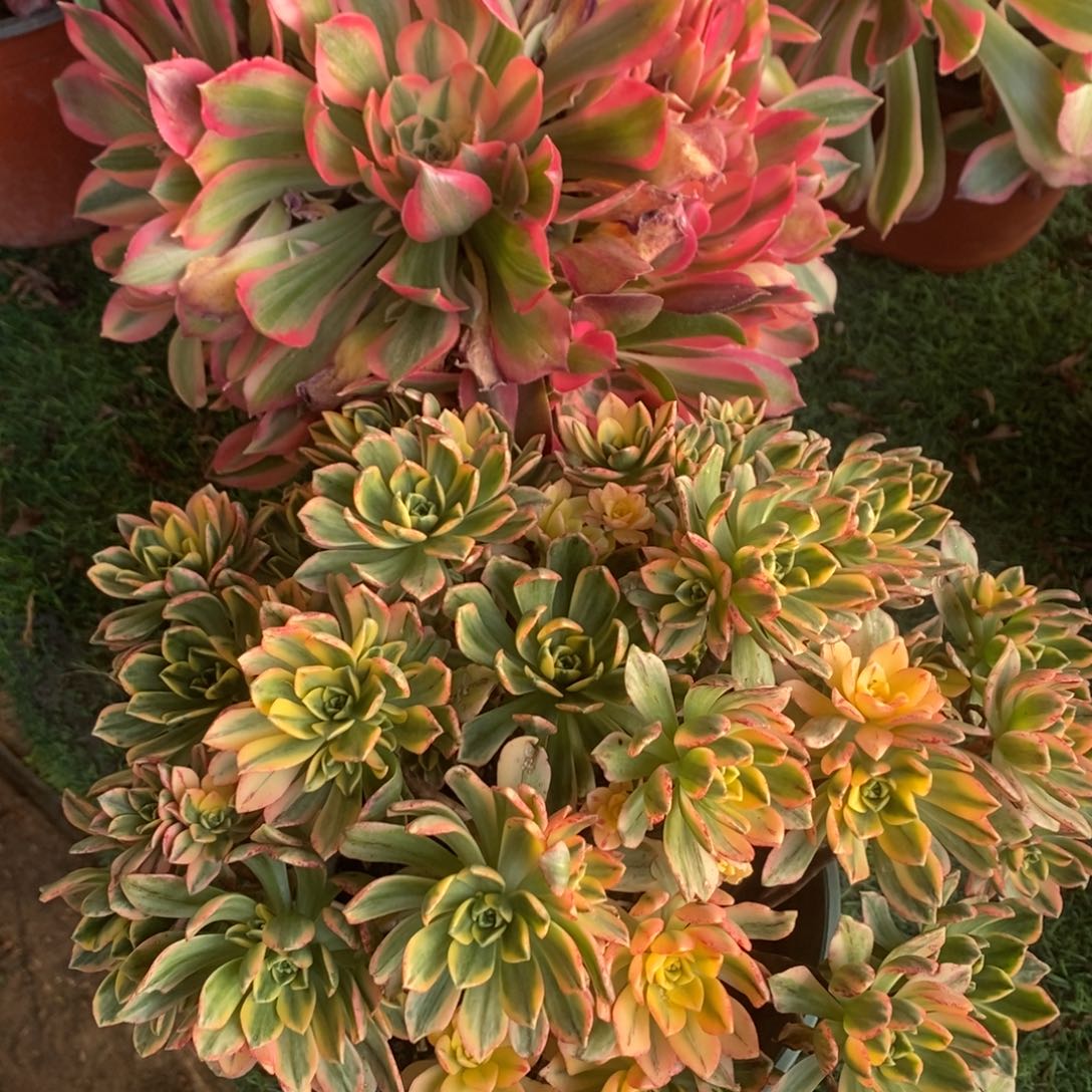 烟雨➕甜茶多肉1颗多肉