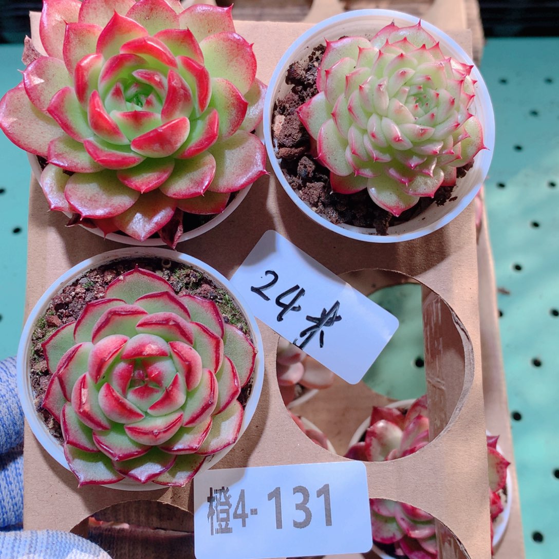 4-131一物一拍多肉带盆3颗