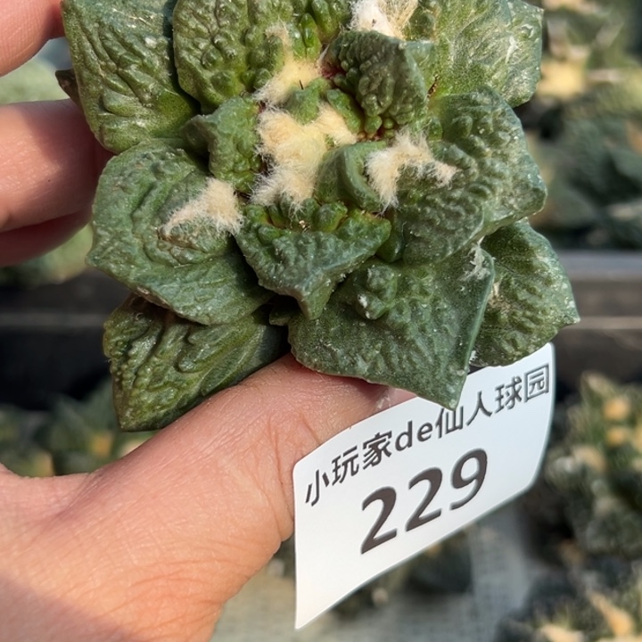 229有根 怒涛 怒涛