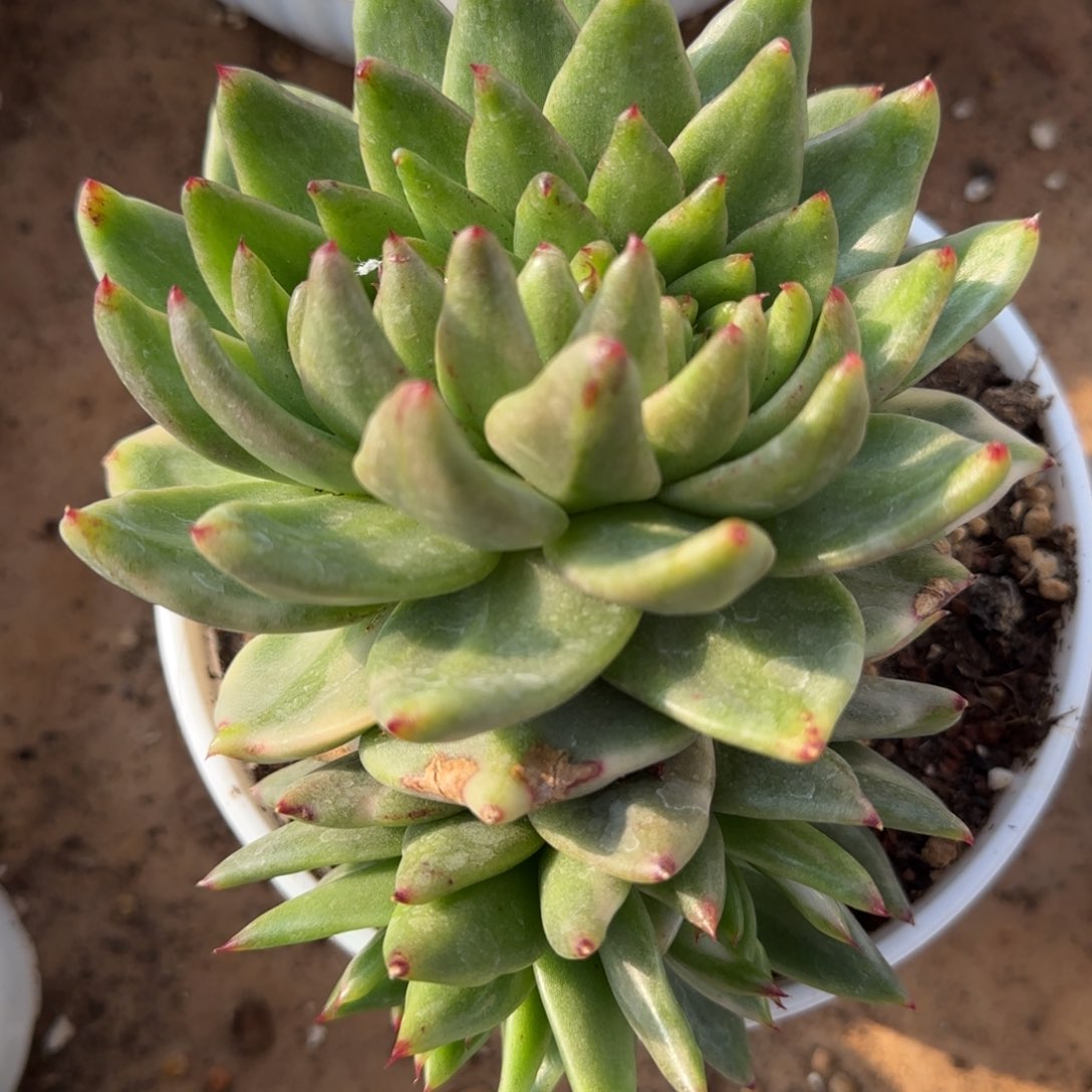 东云锦群多肉植物