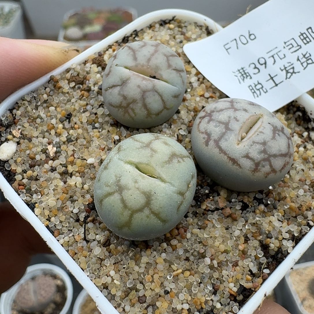 706多肉哈哈哈哈哈哈哈