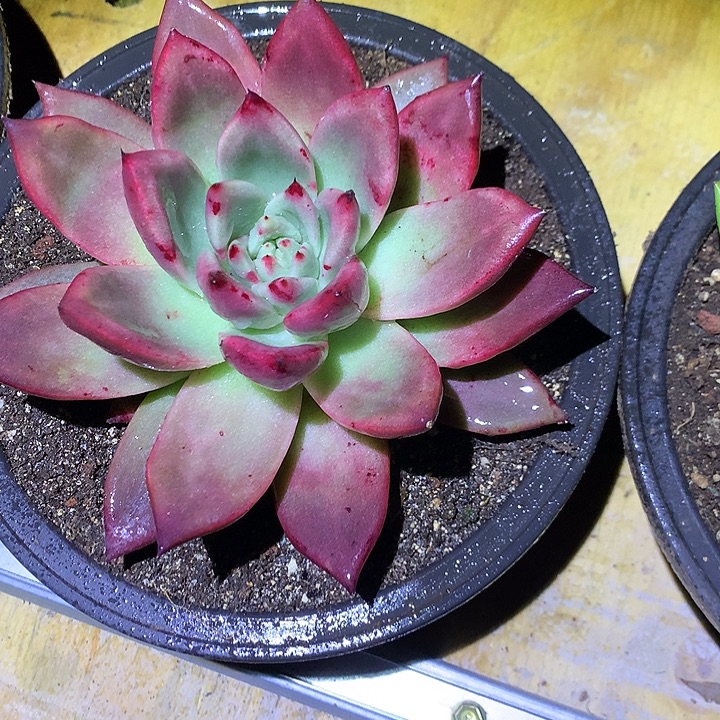 美肉特价活动开始啦