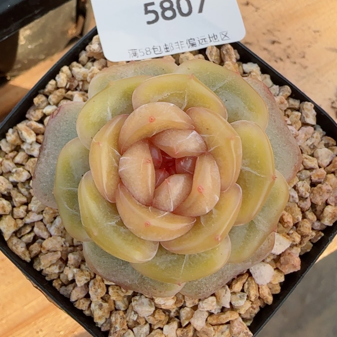 糖璃，5807多肉植物