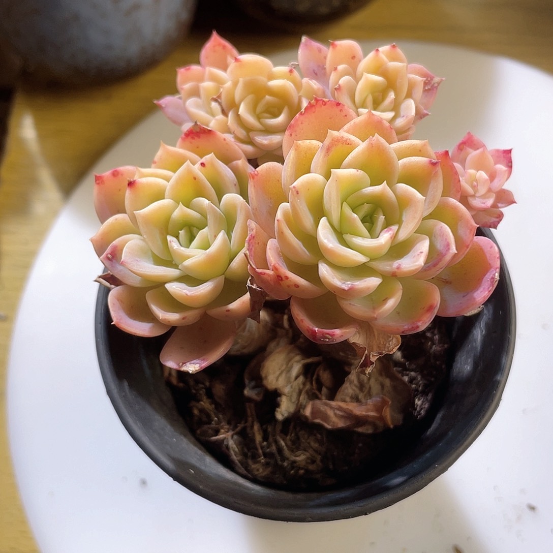 0412  哈密瓜  六月六