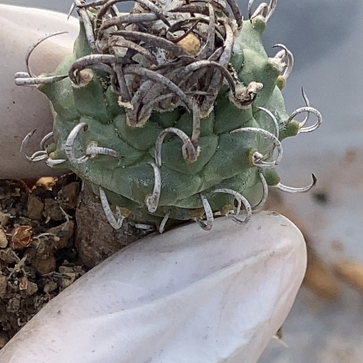  07娇丽黑粗刺仙人球仙人掌一个