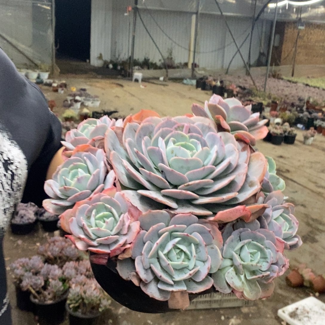 红粉台阁大单头带仔七头起发，250杯