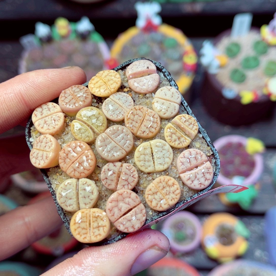 184生石花带盆发1