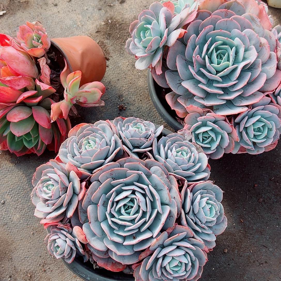 红粉台阁多头群生精品特价