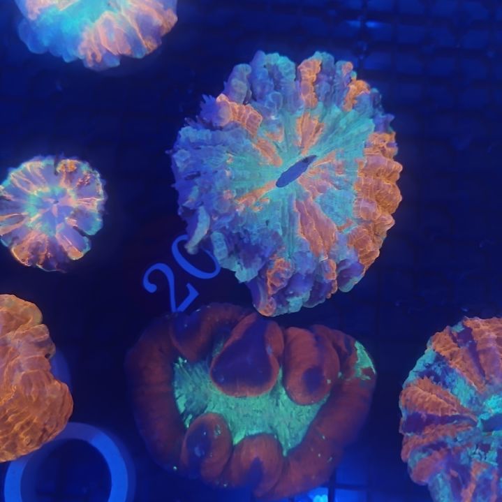 纽扣珊瑚富士脑一个巴黎脑一个20号