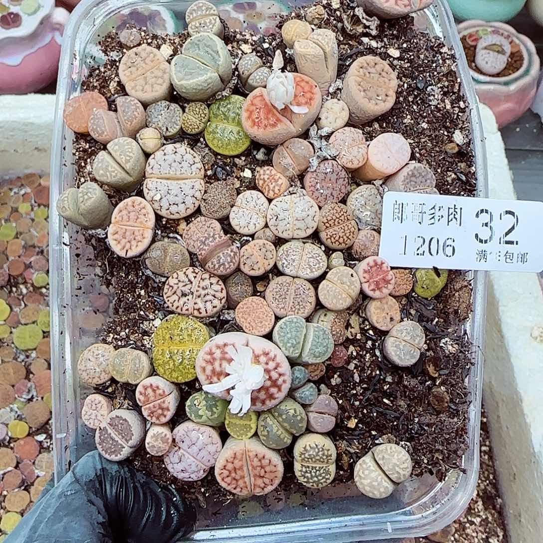 生石花满18包邮1206-32