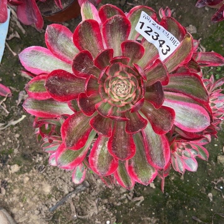 12343孔雀翎多肉植物