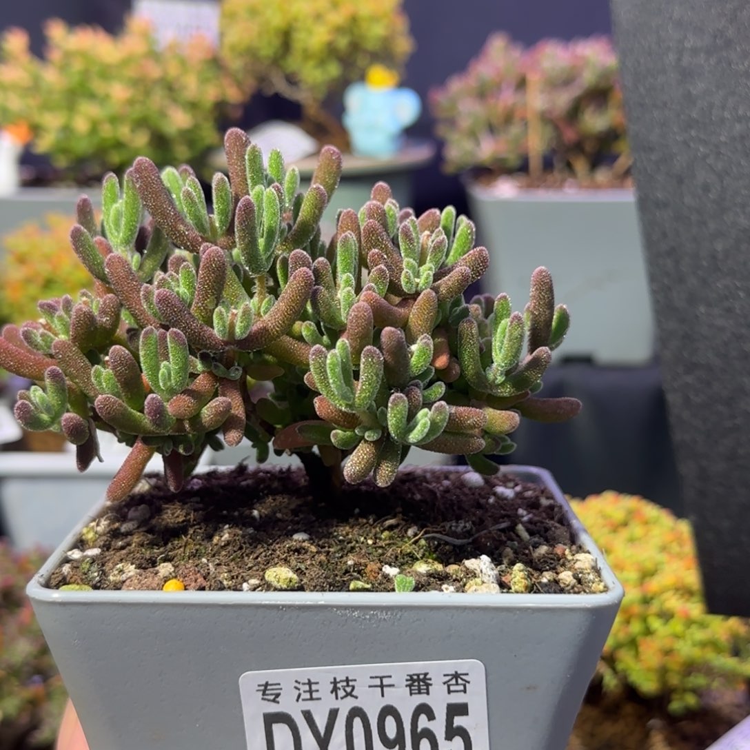 dy0965荔枝直杆双岔Y型杆