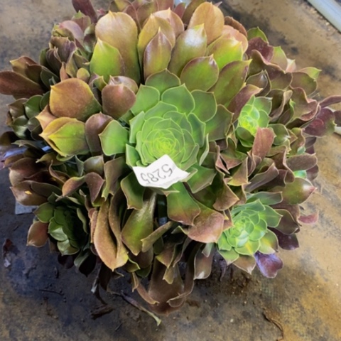 邵修玫瑰多肉5285