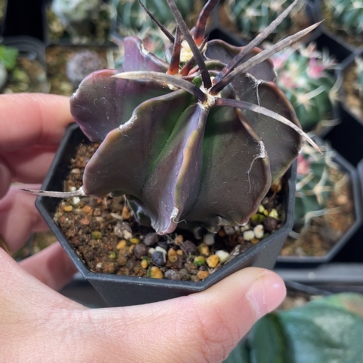 实生大凤龙仙人球