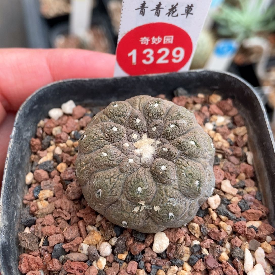 自根蜥蜴皮3.2cm