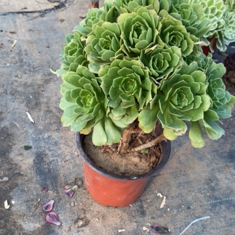 绿羊绒1多肉植物法师