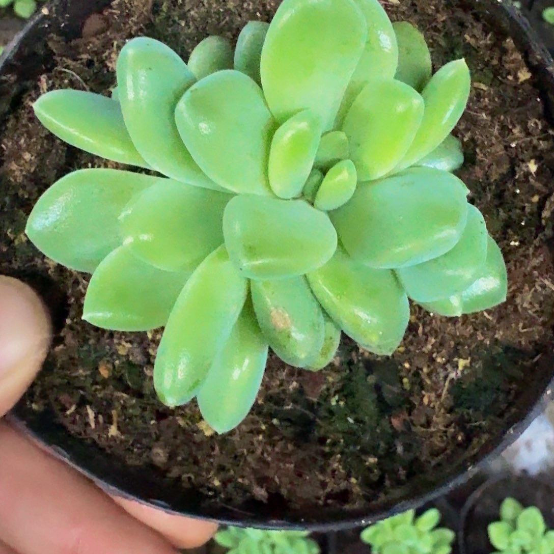 冰河世纪一物一拍