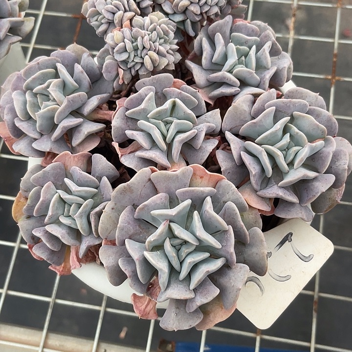 魚****两单包邮，一物一拍220缀